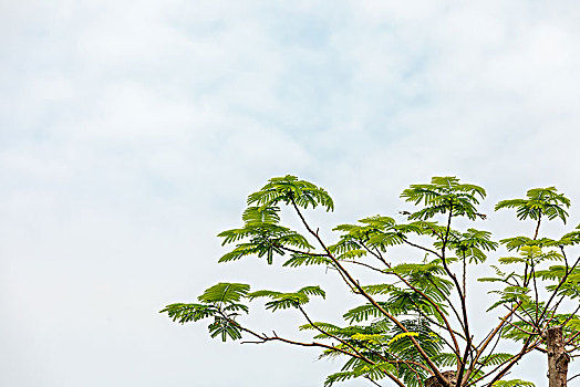 天空纯净背景下的嫩黄绿叶