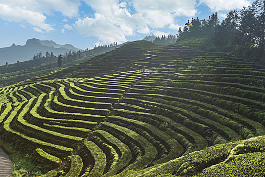 宜宾珙县鹿鸣茶场蜿蜒茶山风光