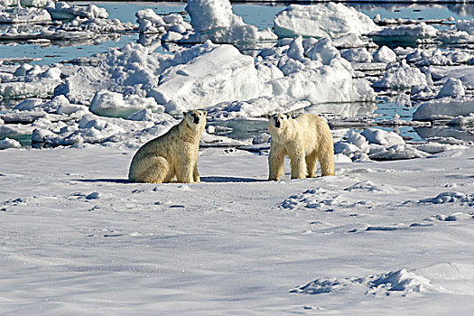 两个,北极熊,浮冰,斯匹次卑尔根岛,挪威,欧洲