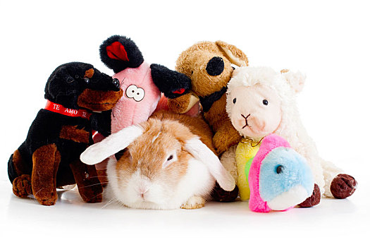 复活节兔子,兔子,软,长毛绒,玩具,棚拍,白色背景