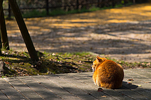 阳光午后,日本橘猫