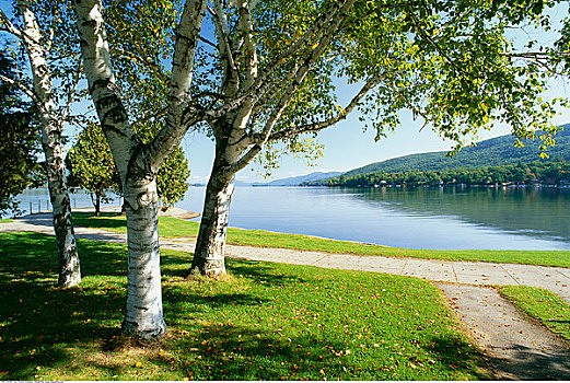 桦树,人行道,乔治湖,阿迪朗达克州立公园,纽约,美国