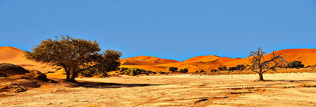 沙丘,全景,索苏维来地区,纳米布沙漠,纳米比诺克陆夫国家公园,纳米比亚,非洲