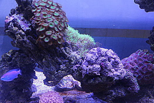 美丽的海底珊瑚