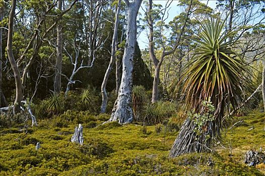 树,木头,奥弗兰,摇篮山,国家公园,塔斯马尼亚,澳大利亚