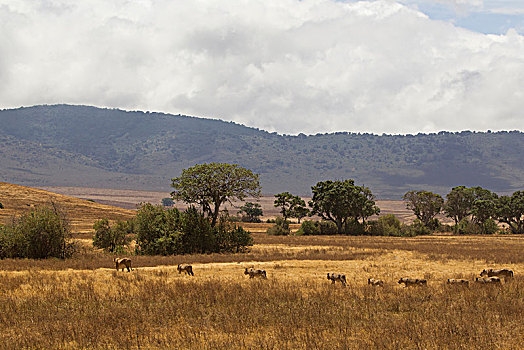 狮子,坦桑尼亚