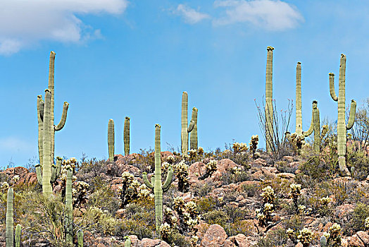 树形仙人掌,巨人柱仙人掌,萨瓜罗国家公园,荒芜,图森,亚利桑那,美国,北美