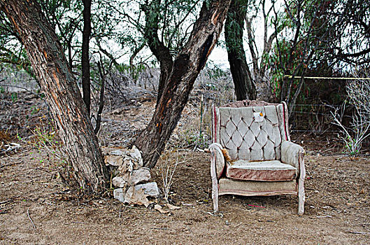 老,椅子,靠近,树,阿瓜斯卡连特斯,阿瓜斯卡连特斯州,墨西哥