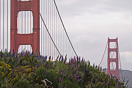 金门大桥,花园,视点,旧金山湾,加利福尼亚,美国