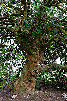 树,1000年,靠近,科西嘉岛,法国,欧洲
