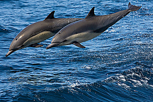 常见海豚,真海豚,一对,跳跃,下加利福尼亚州,墨西哥