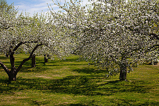 果园,苹果树,苹果,开花,春天,东方镇,魁北克省,加拿大,北美