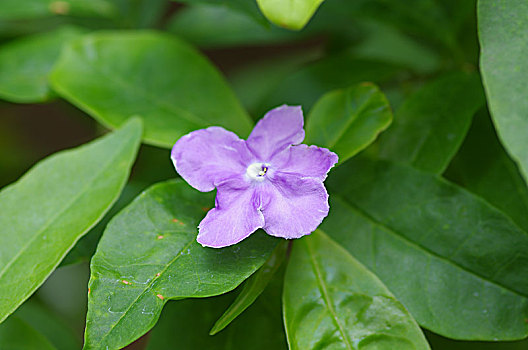 一朵紫色茉莉花