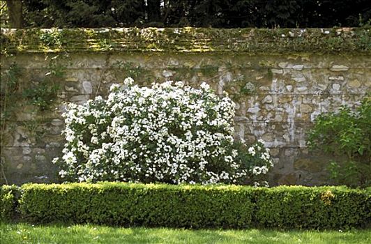 园墙,花,灌木