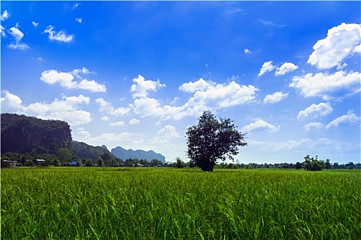 草地,山,老挝