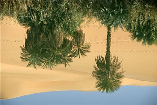 棕榈树,倒影,水,绿洲,利比亚