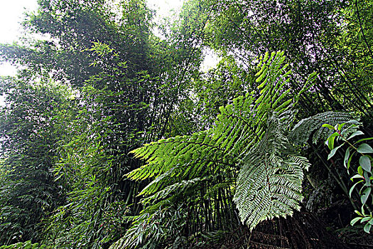 贵州赤水桫椤