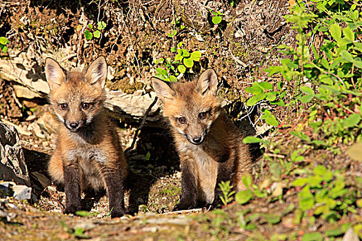 红狐,狐属,两个,幼仔,窝,蒙大拿,美国,北美