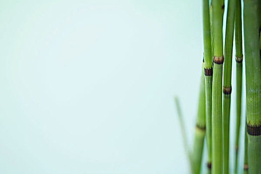 木贼属植物,急促