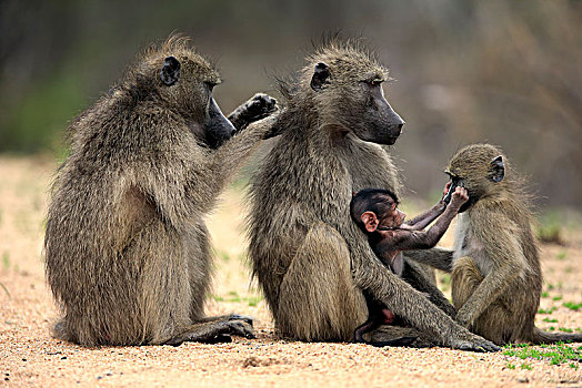 大狒狒,豚尾狒狒,成年,两个,女性,小动物,交际,行为,群,克鲁格国家公园,南非,非洲