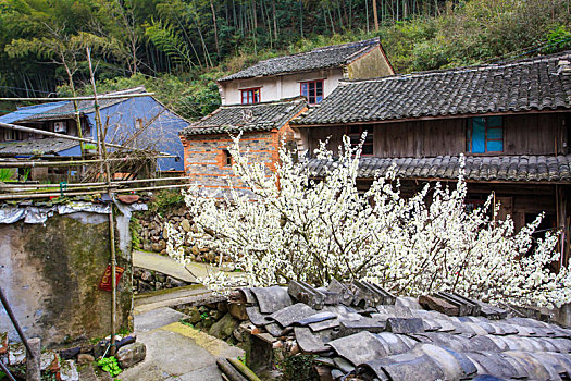 梨树,梨花,春意