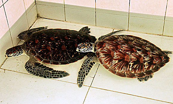 广东,惠东县,海龟自然保护区