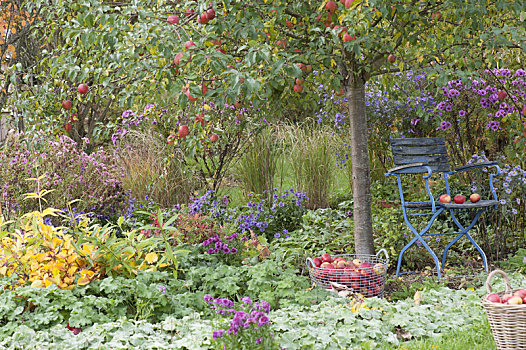 椅子,苹果树,多年生植物,边界,羽衣草属