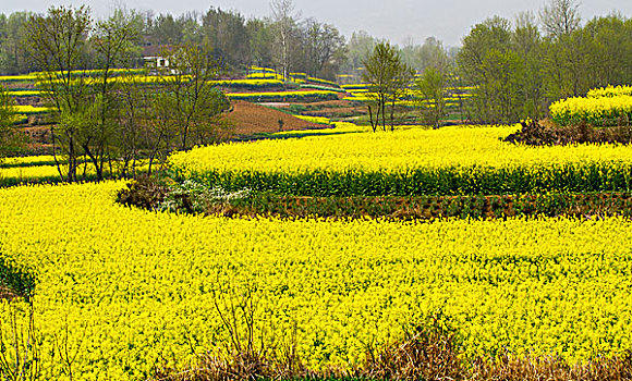 汉中油菜花