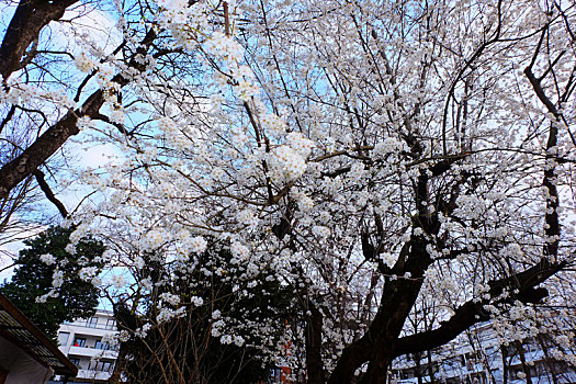 munich慕尼黑olympia,park