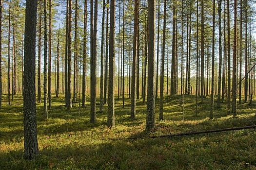 松树,树林,松属,国家公园,芬兰,斯堪的纳维亚