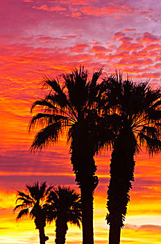 剪影,棕榈树,日出,安萨玻里哥沙漠州立公园,美国