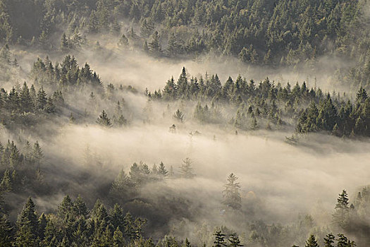 岛屿,圣胡安,华盛顿,雾气,树,大幅,尺寸