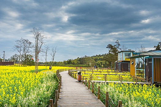 稻田,油菜花,建筑