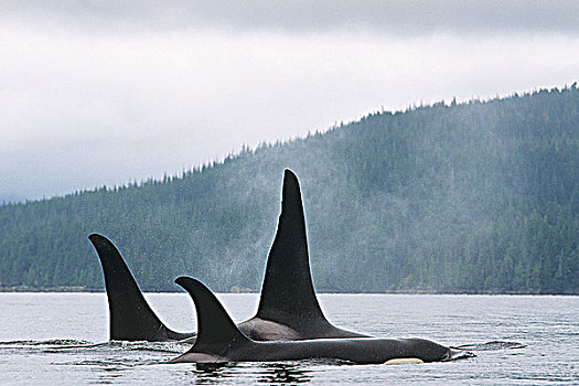 逆戟鲸,约翰斯顿海峡,不列颠哥伦比亚省,加拿大