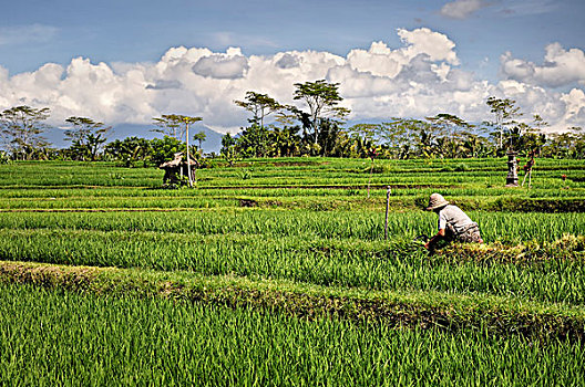 印度尼西亚,巴厘岛,乌布,农民,稻田