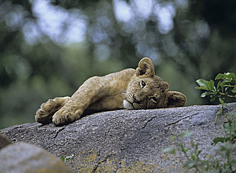 幼兽,狮子,石头,卧