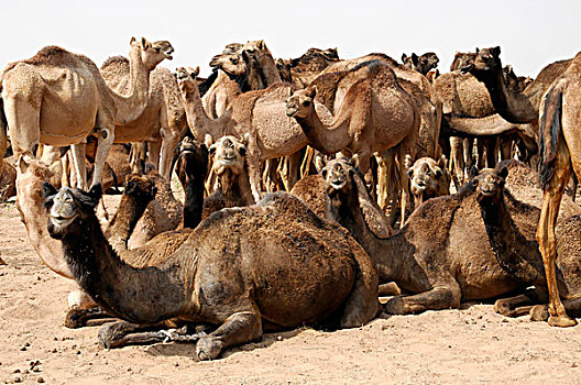 阿拉伯骆驼,单峰骆驼,动物,骑,塔尔沙漠,靠近,斋沙默尔,拉贾斯坦邦,北印度,印度,南亚,亚洲