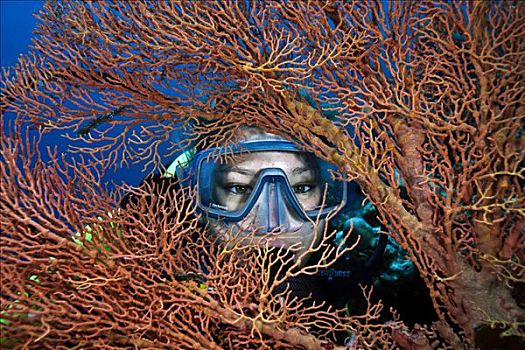 潜水,后面,柳珊瑚目,看镜头,印度尼西亚,东南亚