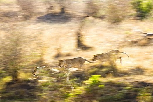 狮子,树林,马赛马拉国家保护区,肯尼亚