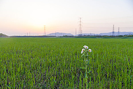 小野菊花背景下的田地