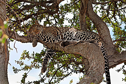 豹,睡觉,无花果树,马赛马拉国家保护区,肯尼亚,东非,非洲