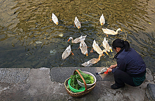 鸭子,洗菜,小溪