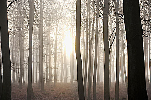 树林,日出,雾
