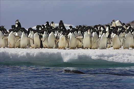 海豹,环绕,阿德利企鹅,浮冰,企鹅,看,冰,边缘,保利特岛,南极