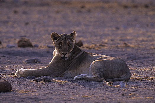 非洲,纳米比亚,埃托沙国家公园,雌狮,靠近,水坑