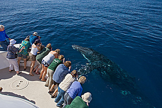 驼背鲸,大翅鲸属,鲸鱼,平面,靠近,游船,下加利福尼亚州,墨西哥