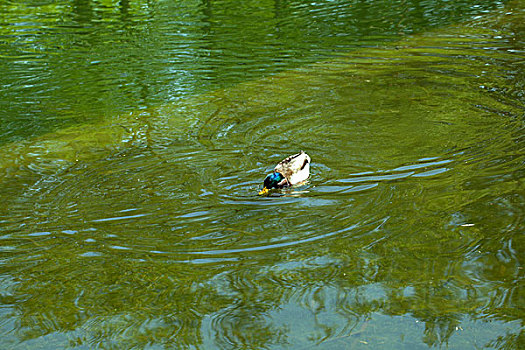 一只野鸭在水中戏水