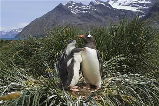 巴布亚企鹅,父母,两个,星期,老,幼禽,巢穴,黄金,港口,南乔治亚