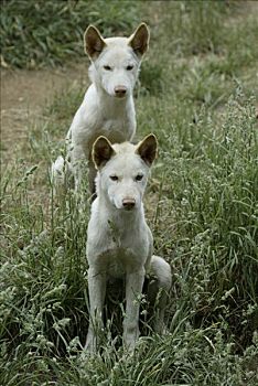 澳洲野狗,年轻,幼仔,澳大利亚