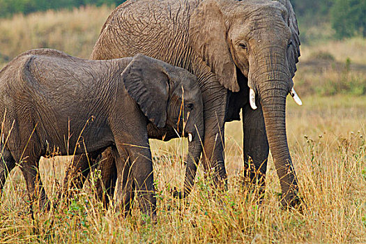 大象,非洲象,马赛马拉,野生动植物保护区,肯尼亚